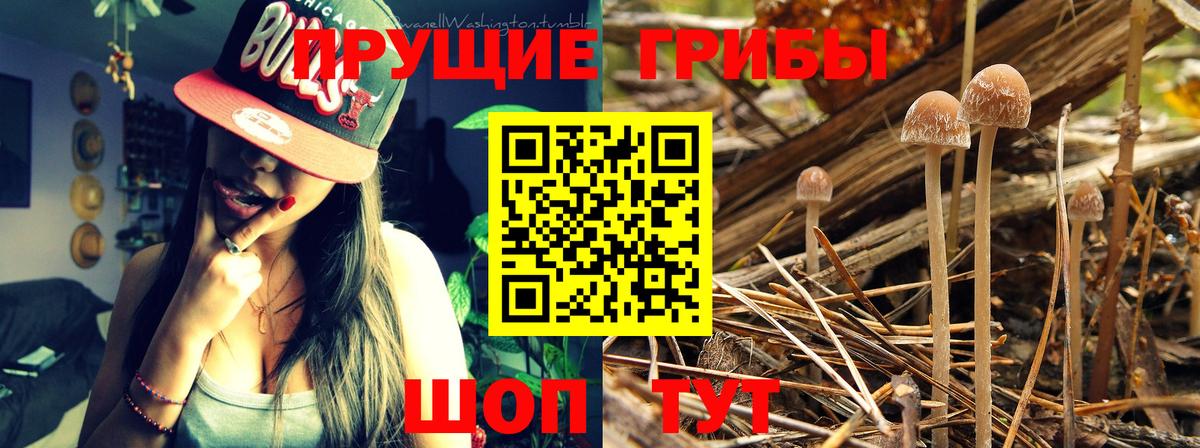 Псилоцибиновые грибы Psilocybine cubensis Рязань